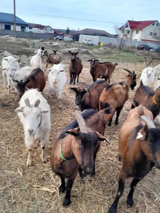 Vând capre originale