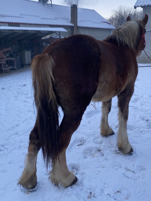 Vand manz  bihor de 2 ani la primavara