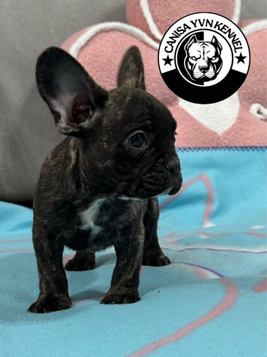 Femela buldog francez