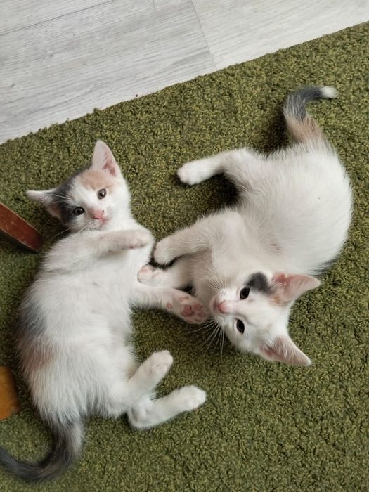 Бесплатно. Котят в добрые руки