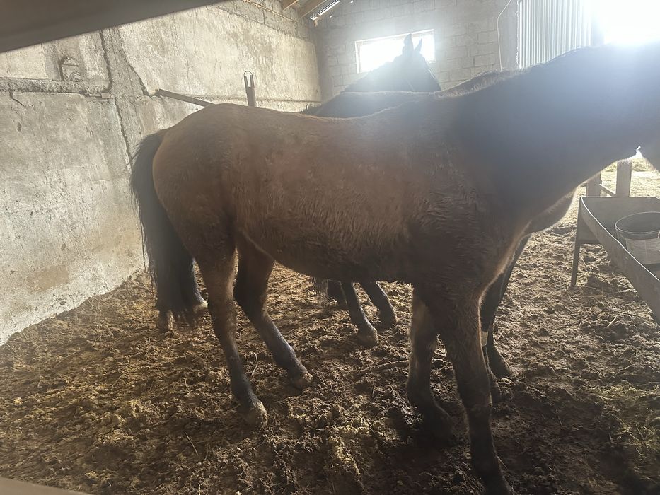 Согым полторашка  тай