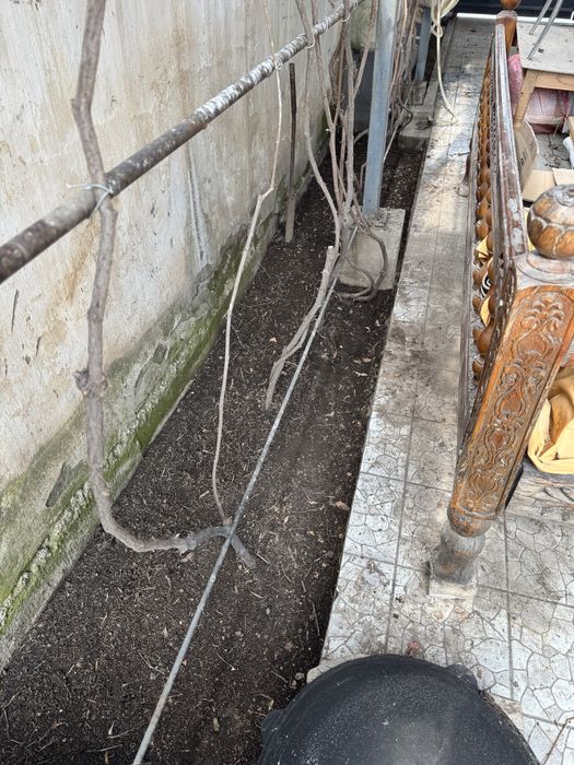 Взрослые девичий виноград