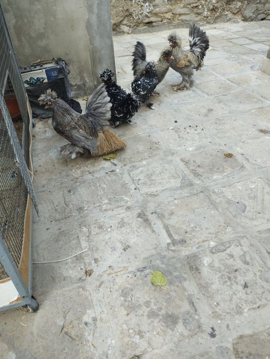 Продаётся молодые Бетнамки