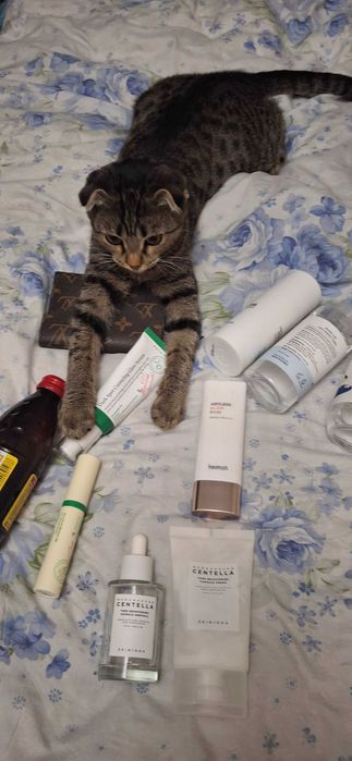 Шотландский кошка