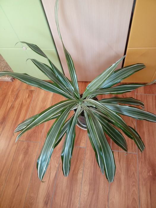 Пальма корделина