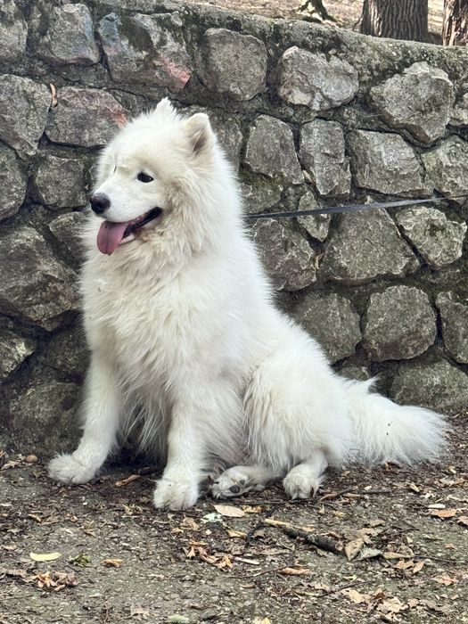 Samoyed energic pozele sunt realeeee