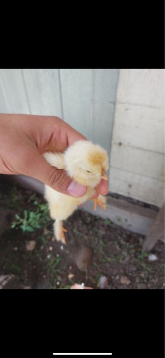 Квочка с цыплятами