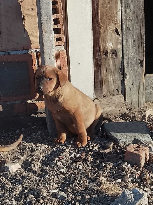 Подарявам кучета