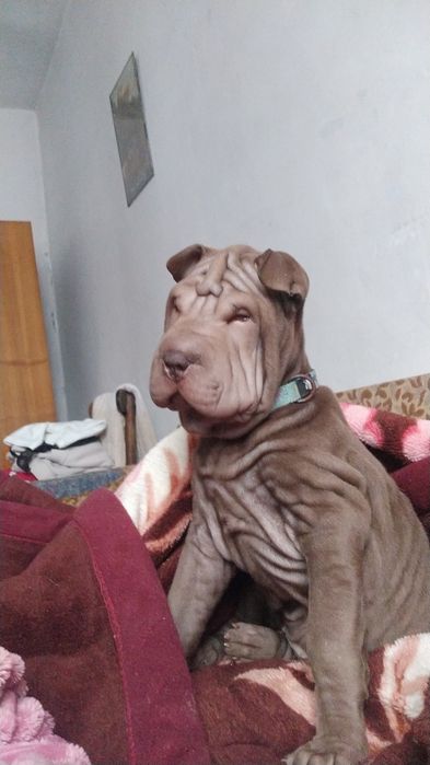 Американский шарпей