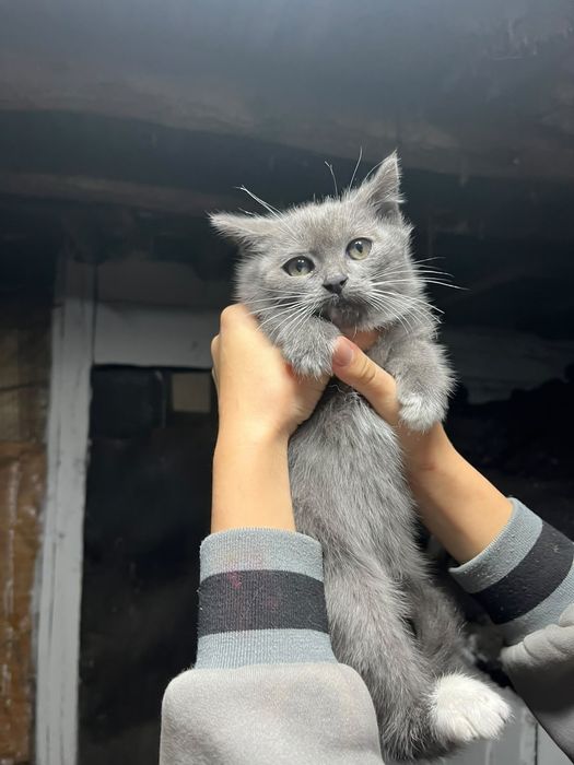 Продам котят  1,5 месяца