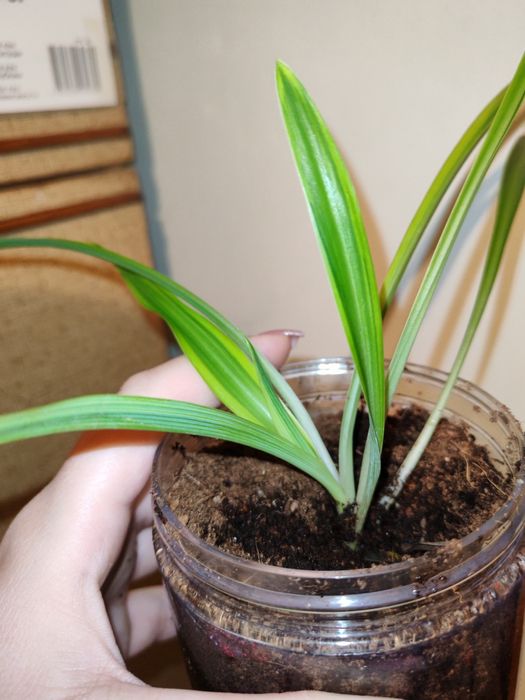 Родом Хлорофи́тум