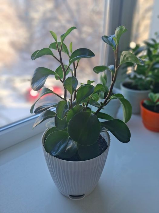 Комнатные цветыы