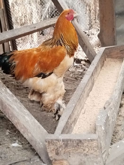 Петух палевая брама