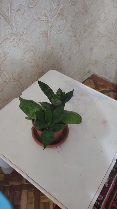 Комнатные растения