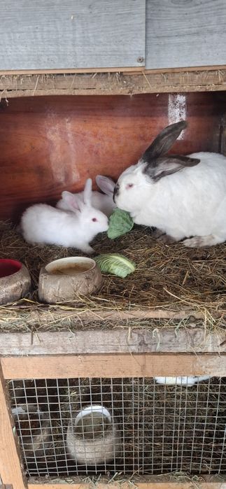 Vând pui de iepuri Uriaș de Transilvania