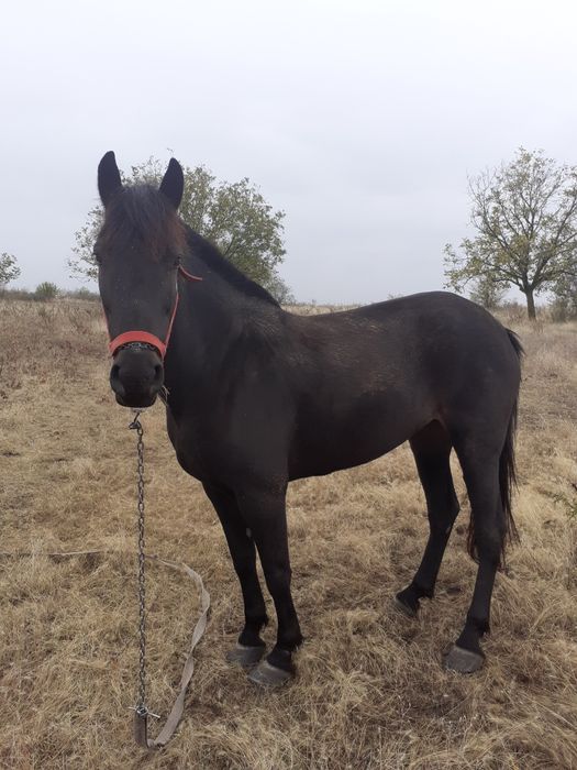 Iapa de vanzare dolj