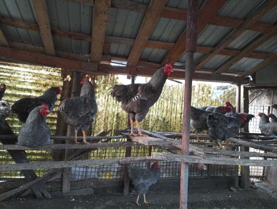 Vând găini rasa plymouth