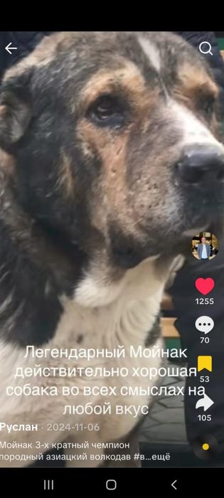 Продам щенок Алабай