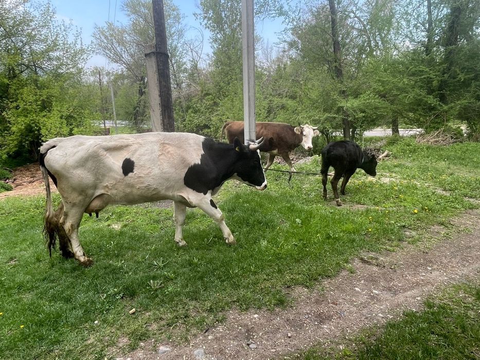 Продам корову стельную, корову дойную и теленка