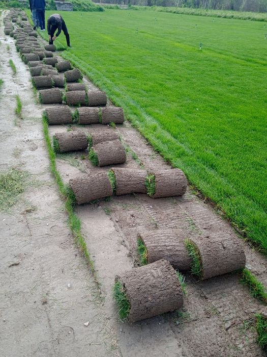 Газон ландшафтный дизайнер