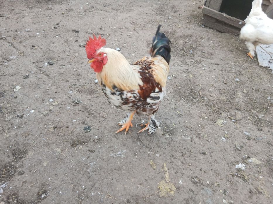 Vind rățoi lesesti si cocosi bio