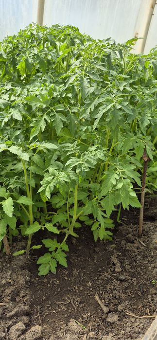 Продам рассаду крупная