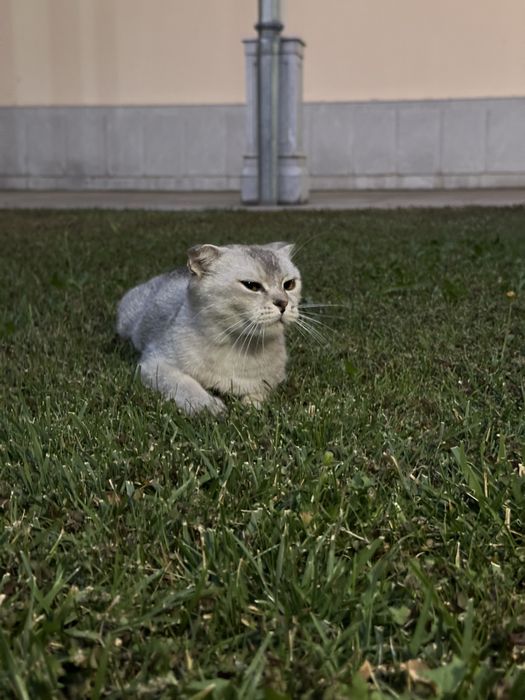 Mushuk scottish fold zotdor