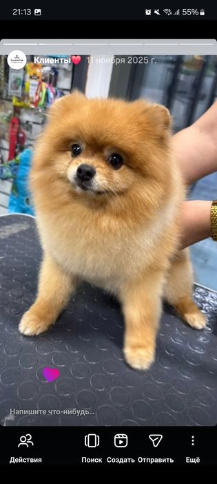 Груминг за 5000 тенге