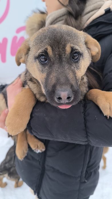 Мальчик в добрые руки НЕ на цепь