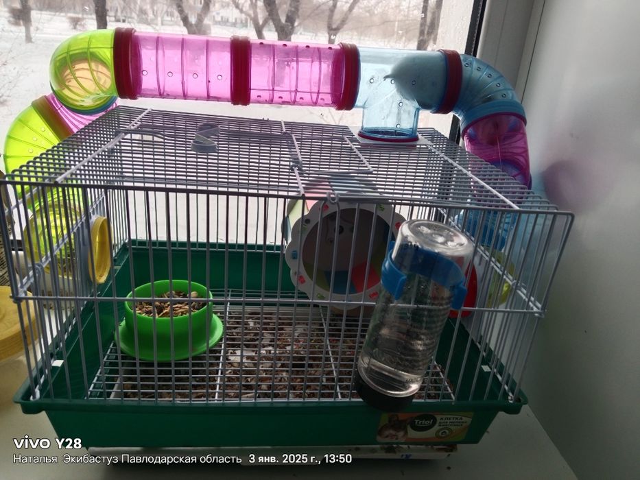 Продам хомячка джунгар