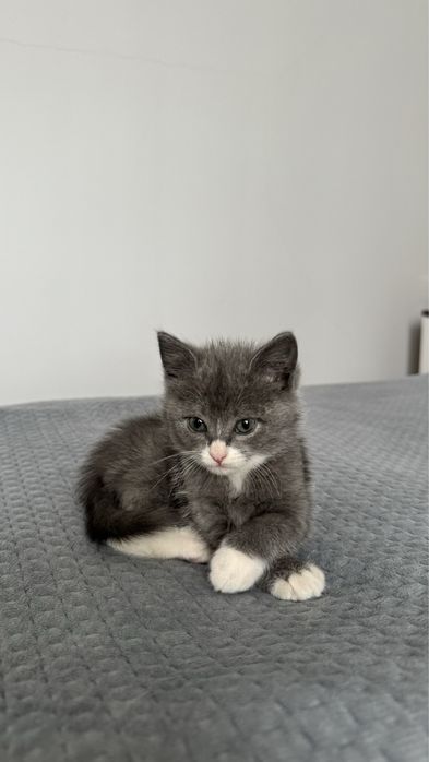 Отдам котёнка бесплатно