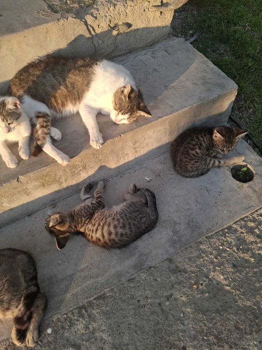 Se donează pisoiași