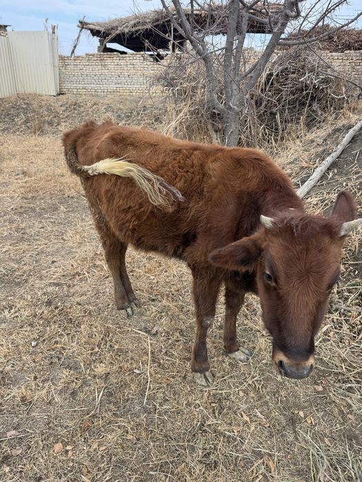 Соғлом ғуножин йеб ичиши сўр уйни моли