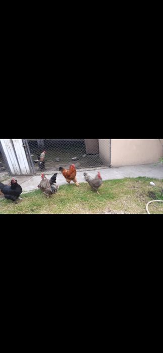 3 cocoși de vânzare.