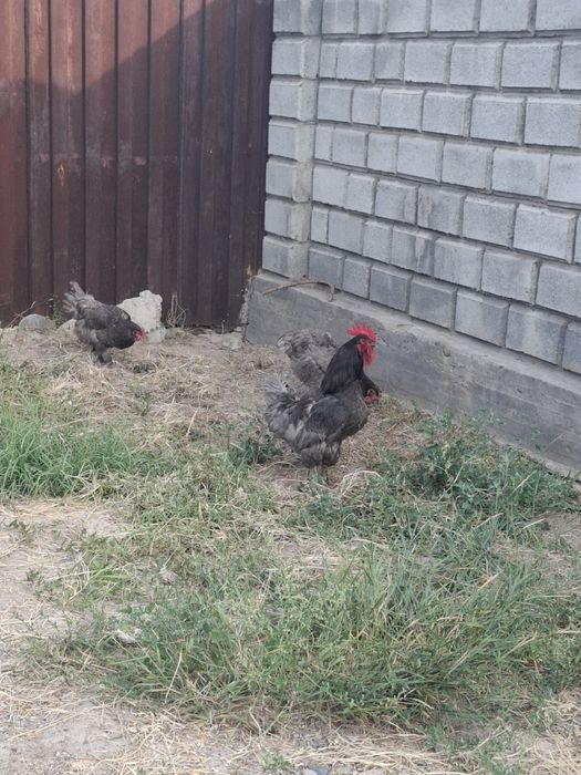 Куры Джерсийский гигант голубой