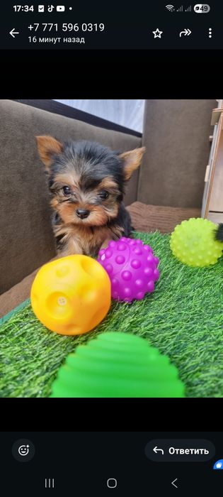 Щенки мини йоршерского терьера