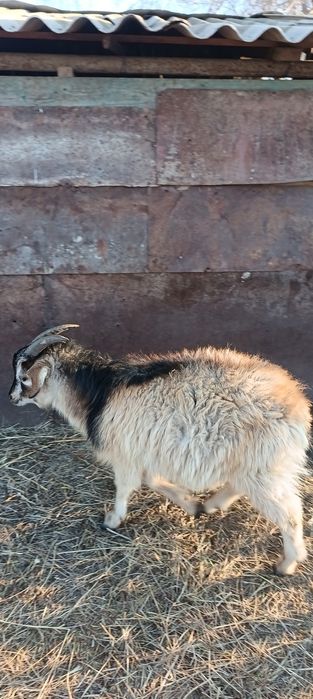 Теке, серке, шыбыш