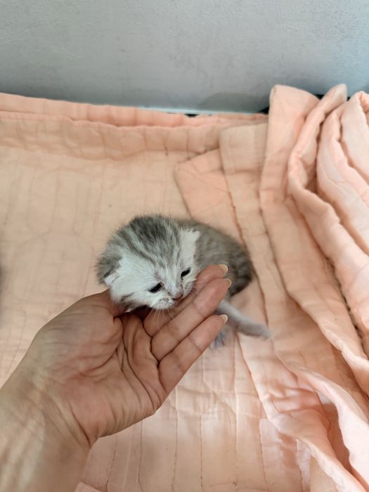 Британские вислоухие котята