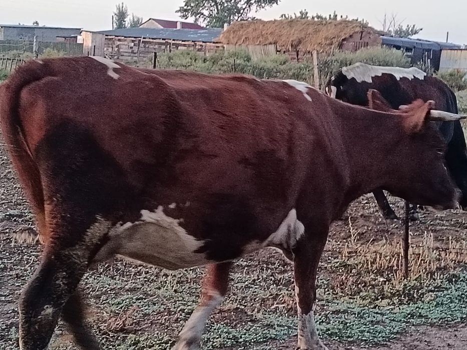 Продаю корову,  мясная