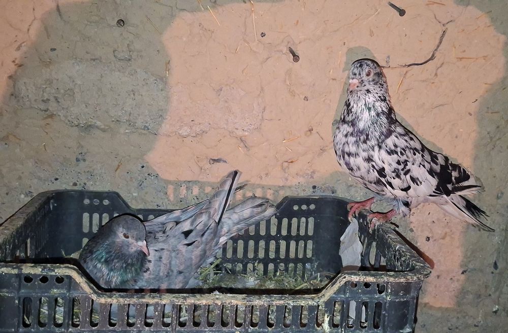 Голуби готовый пара