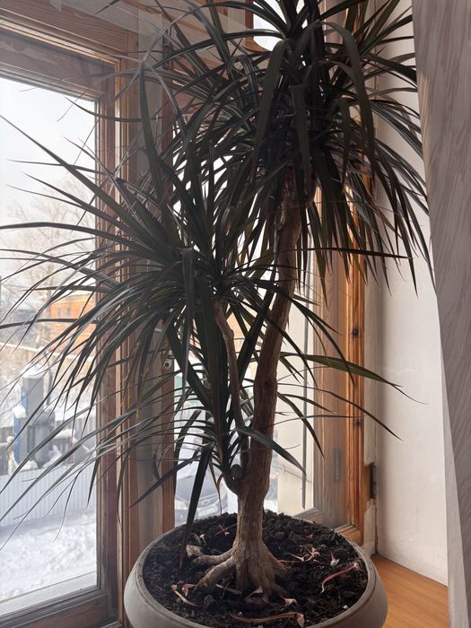 Продам цветок /пальма/ драцена