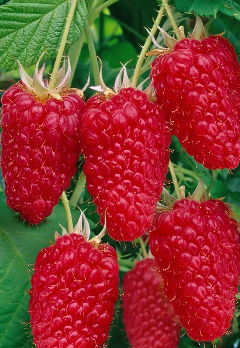 Arbusti Fructiferi (Zmeur Rosu )