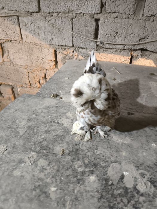 Корейский Японча