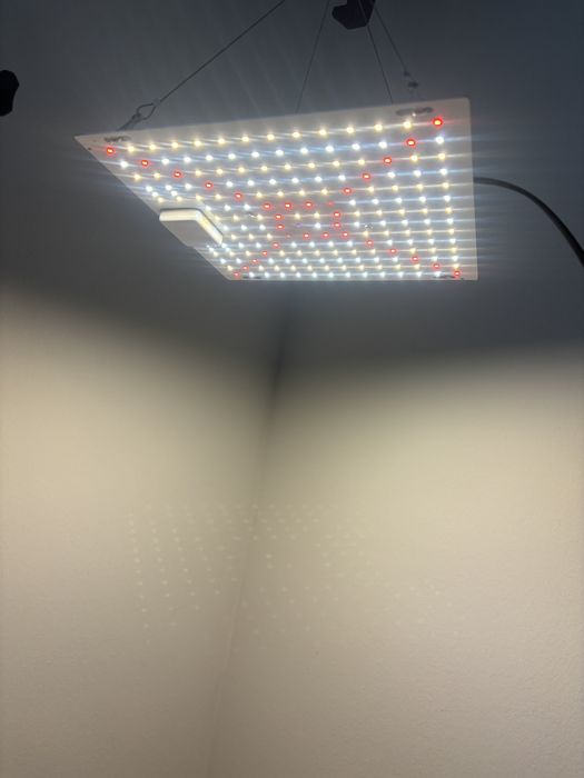 Фитолампа 60 ватт