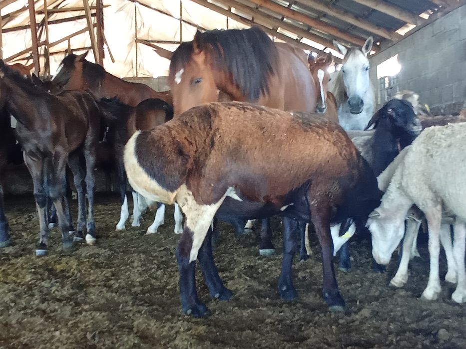 Қошқар 250000тгг