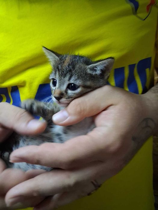 Pui pisica pentru adoptie