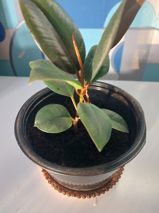 Фикус  каучуконосный, отросток 17 см