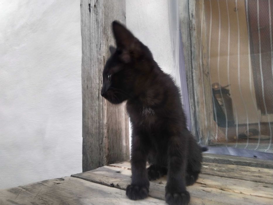 Отдам котят бесплатно