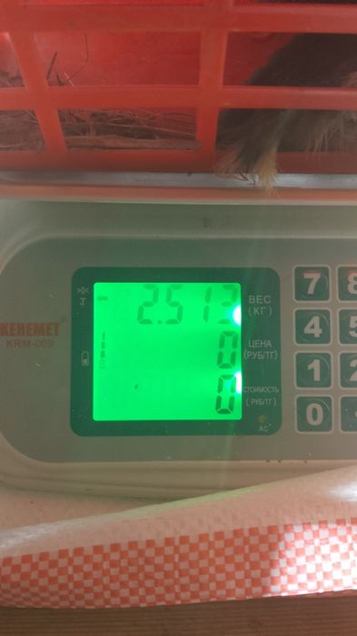 Продам самок-крольчих