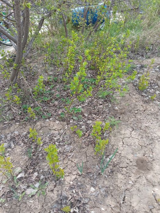 Вишня саженцы продам